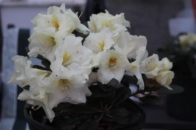 Photo of R. 'Delp's Dream', Rhododendron Hybrid