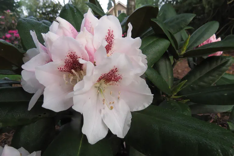 Photo of R. 'Apollonia', Rhododendron Hybrid