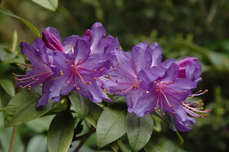 Photo of R. 'Mood Indigo', Rhododendron Hybrid