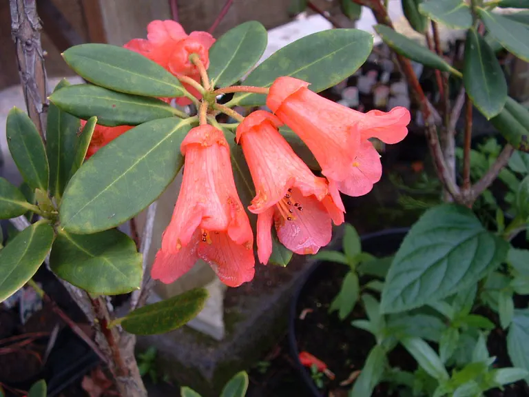 Photo of R. 'Apotrophia', Rhododendron Hybrid