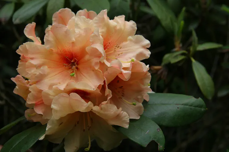 Photo of R. 'Apricot Fantasy', Rhododendron Hybrid