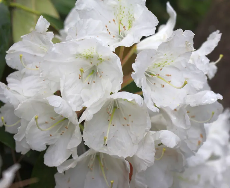 Photo of R. 'Igloo', Rhododendron Hybrid