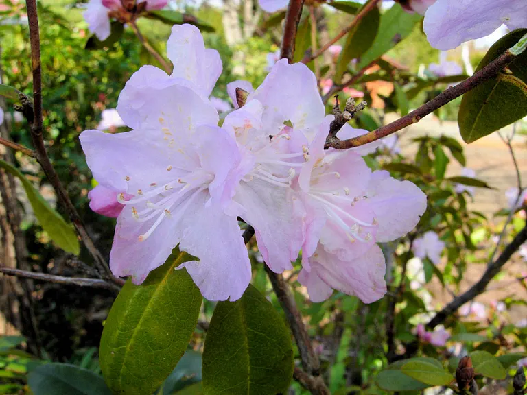 Photo of R. 'April Dawn', Rhododendron Hybrid