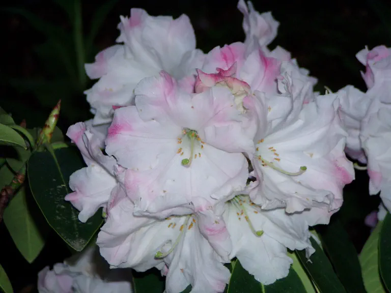 Photo of R. 'Ilam Cream', Rhododendron Hybrid