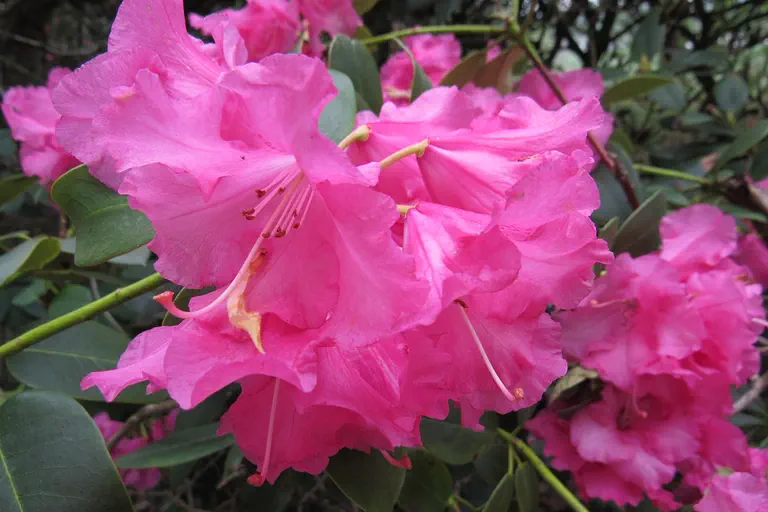 Photo of R. 'April Glow', Rhododendron Hybrid