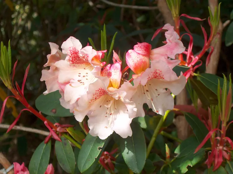 Photo of R. 'Painted Lady', Rhododendron Hybrid