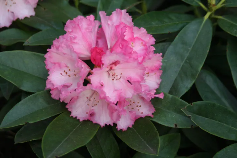 Photo of R. 'Arabella', Rhododendron Hybrid