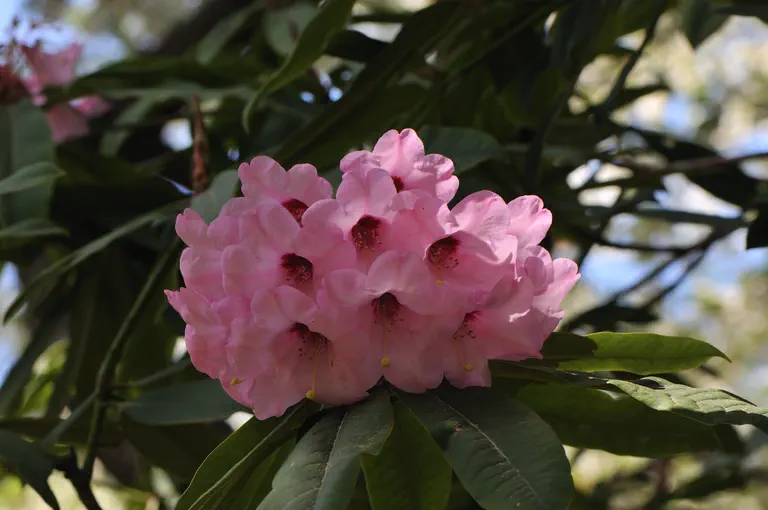 Photo of R. 'Sarita Loder x calophytum', Rhododendron Hybrid
