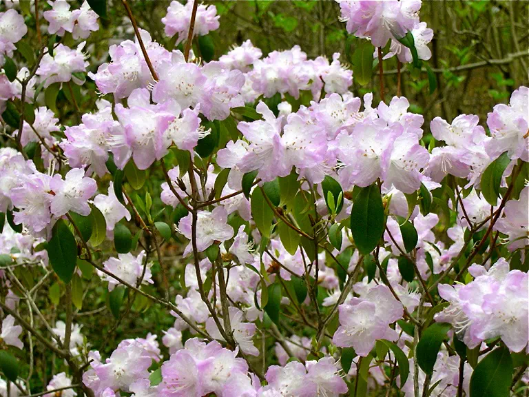 Photo of R. 'Arctic Glow', Rhododendron Hybrid