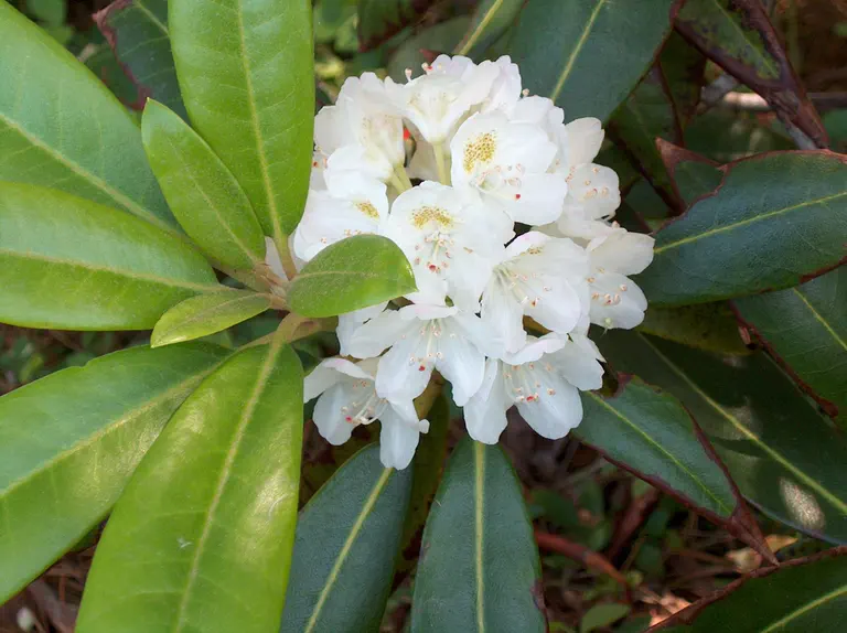 Photo of R. 'Arctic Snow', Rhododendron Hybrid