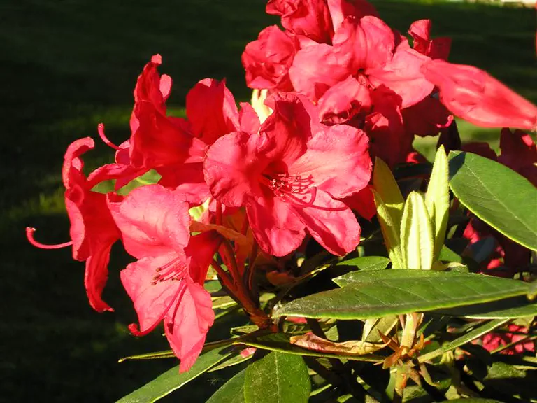 Photo of R. 'Radium Group', Rhododendron Cultivar group