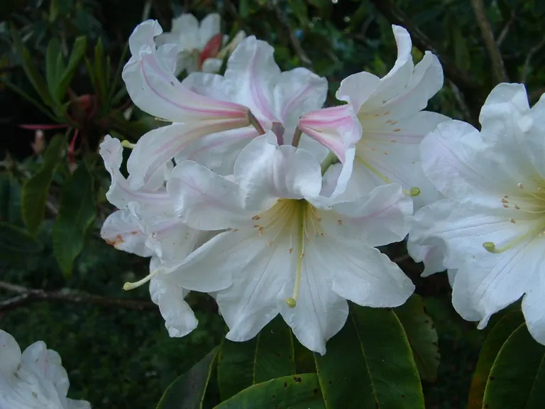 Photo of R. 'Argosy', Rhododendron Hybrid
