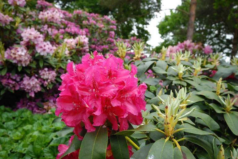 Photo of R. 'Raphael', Rhododendron Hybrid
