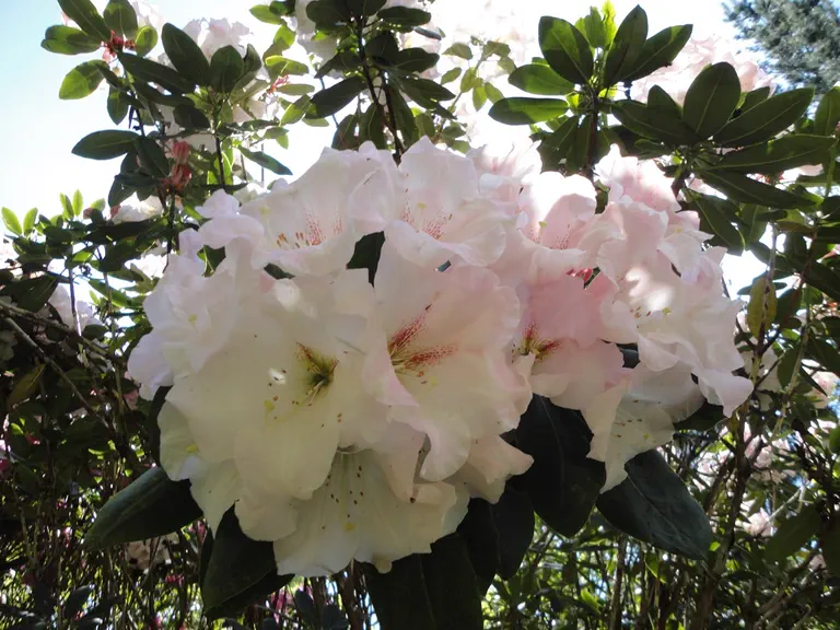 Photo of R. 'Shangri La', Rhododendron Hybrid