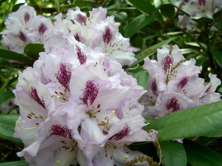 Photo of R. 'El Salto', Rhododendron Hybrid