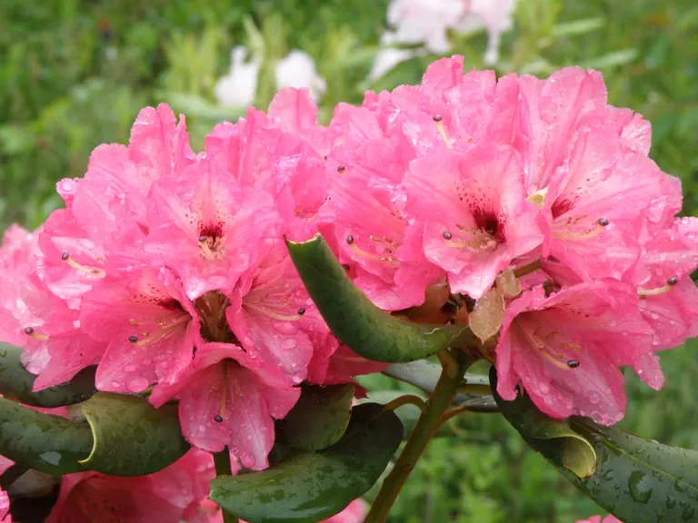 Photo of R. 'Santa Fe', Rhododendron Hybrid