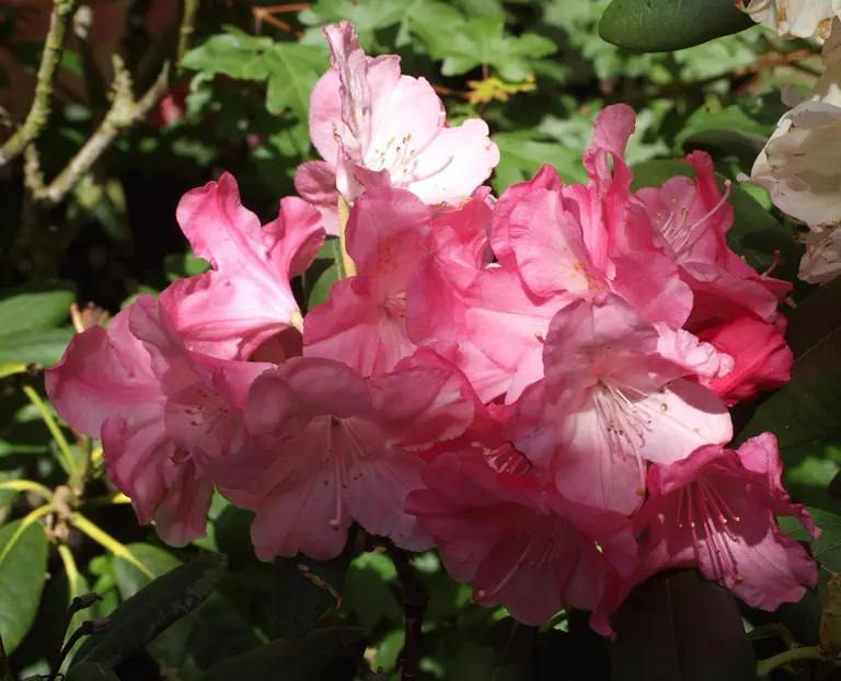 Photo of R. 'Santana', Rhododendron Hybrid