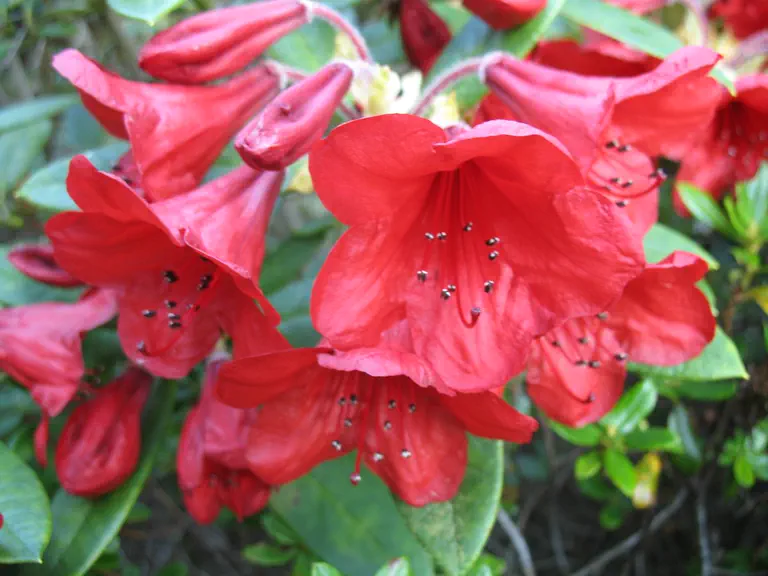 Photo of R. 'Arthur Osborn', Rhododendron Hybrid
