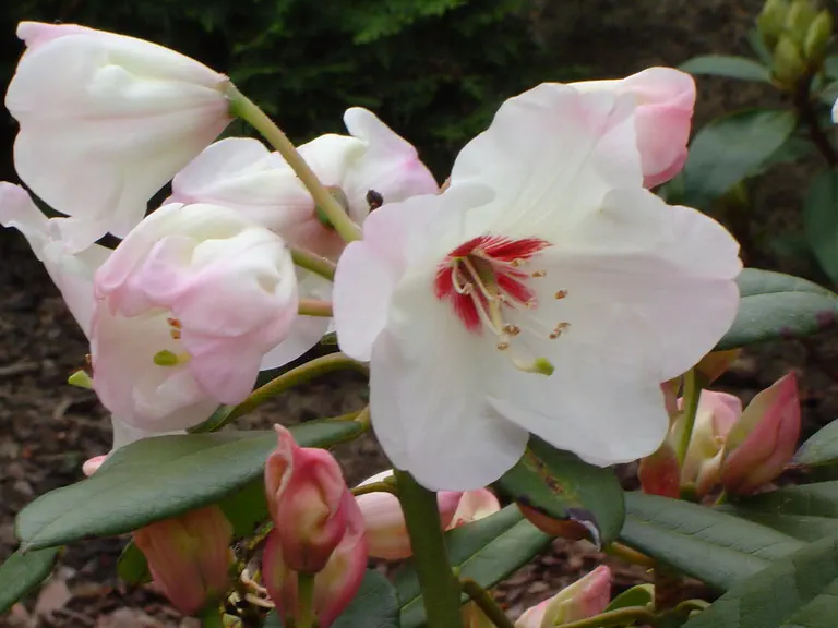 Photo of R. 'Arthur Stevens', Rhododendron Hybrid