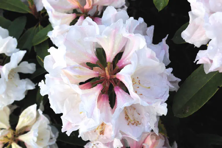Photo of R. 'Towner Crest', Rhododendron Hybrid