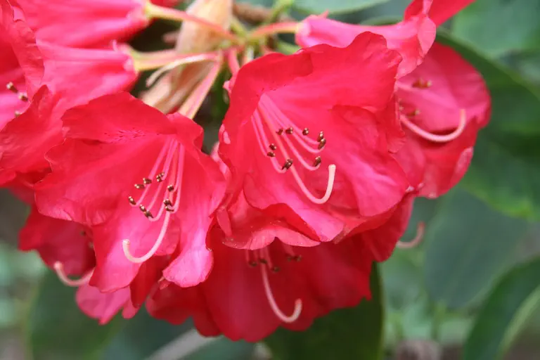 Photo of R. 'Ascot Brilliant', Rhododendron Hybrid