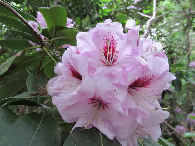 Photo of R. 'Ballad', Rhododendron Hybrid