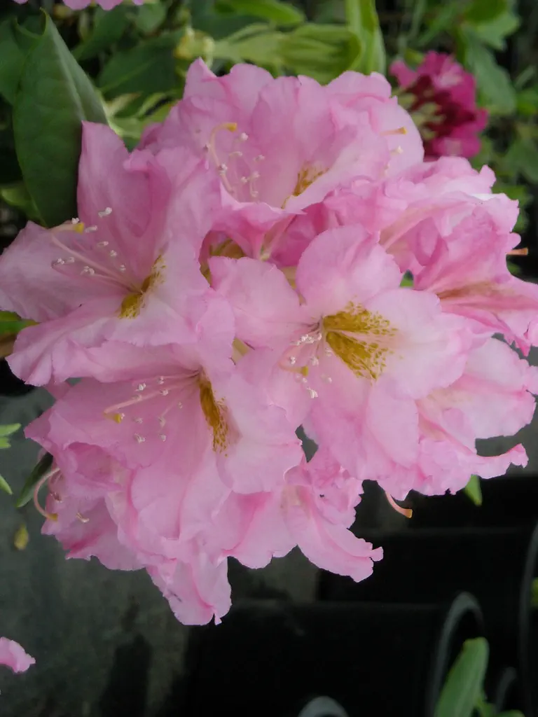 Photo of R. 'Ballet', Rhododendron Hybrid