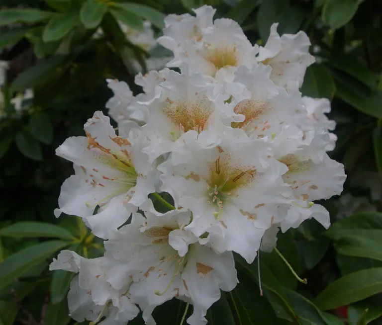 Photo of R. 'Queen of Sheba', Rhododendron Hybrid