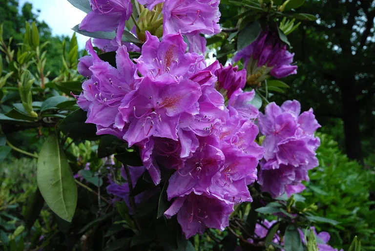 Photo of R. 'Attraction', Rhododendron Hybrid