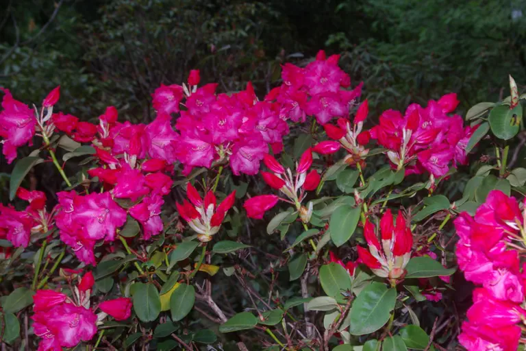 Photo of R. 'August Lamken', Rhododendron Hybrid