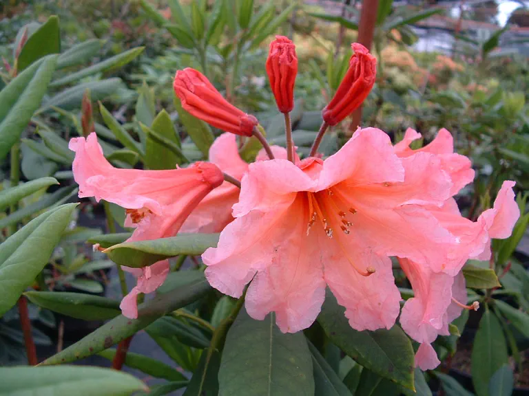 Photo of R. 'Autumn Gold', Rhododendron Hybrid