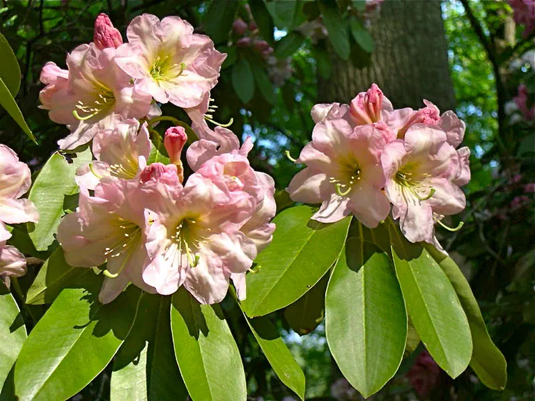 Photo of R. 'Dexter's Zanzibar', Rhododendron Hybrid