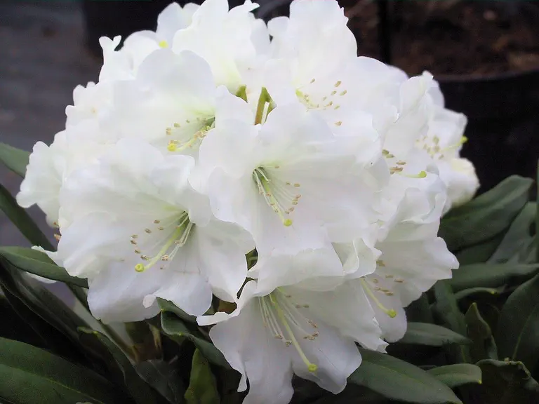 Photo of R. 'Zelia Plumecocq Group', Rhododendron Cultivar group