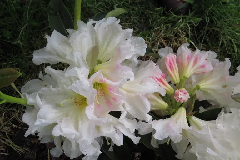 Photo of R. 'Award', Rhododendron Hybrid