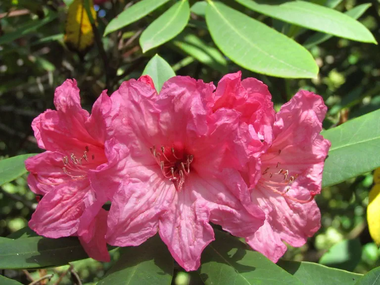 Photo of R. 'Azor', Rhododendron Hybrid