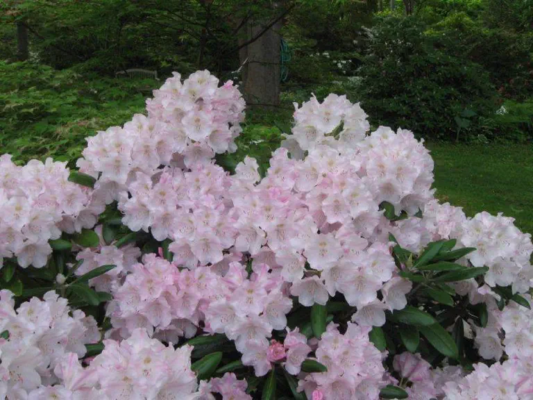 Photo of R. 'Yak Van Zile', Rhododendron Hybrid