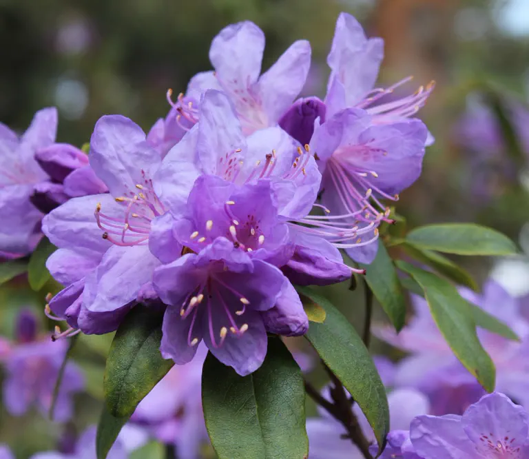 Photo of R. 'Azuray', Rhododendron Hybrid