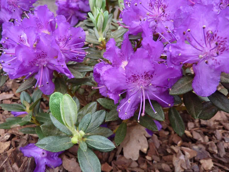 Photo of R. 'Azurella', Rhododendron Hybrid