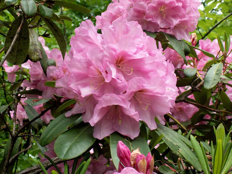 Photo of R. 'Big Savage', Rhododendron Hybrid