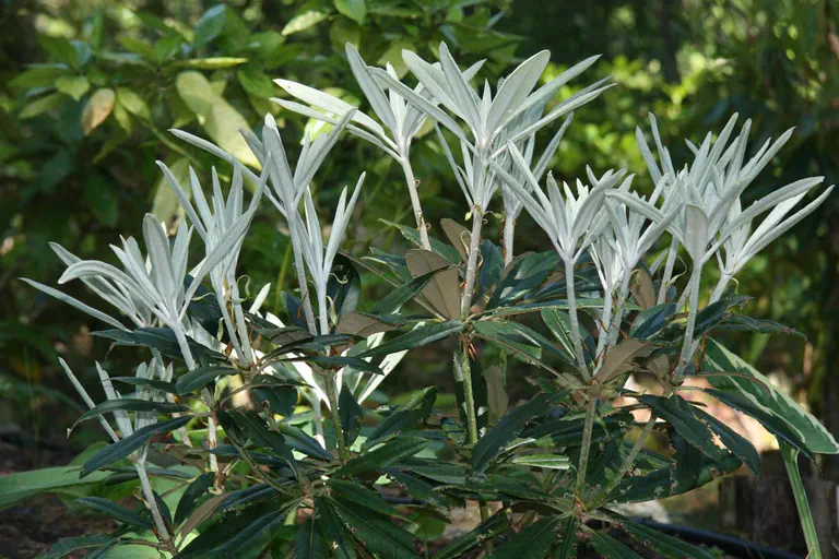 Photo of R. 'makinoi x pachysanthum', Rhododendron Hybrid