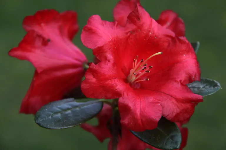 Photo of R. 'Flora's Boy', Rhododendron Hybrid