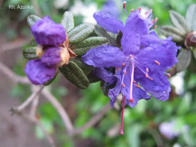 Photo of R. 'Azurika', Rhododendron Hybrid