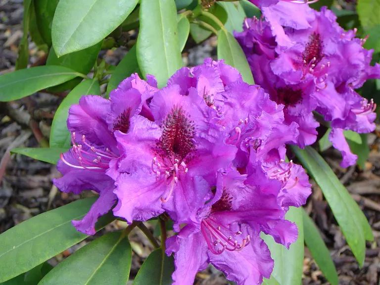 Photo of R. 'Azurro', Rhododendron Hybrid
