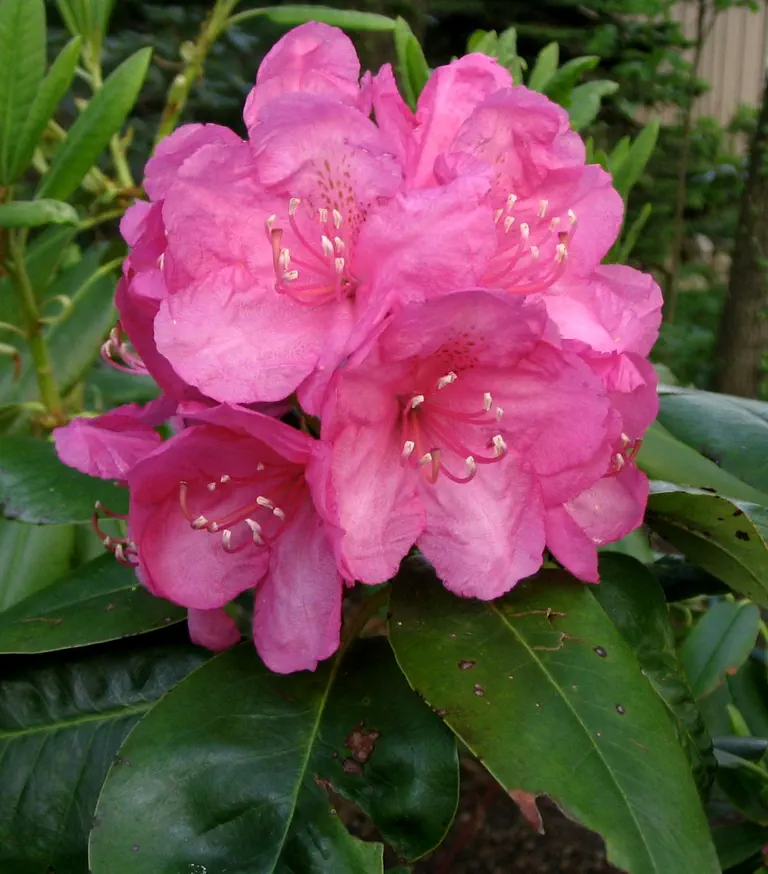 Photo of R. 'Years of Peace', Rhododendron Hybrid