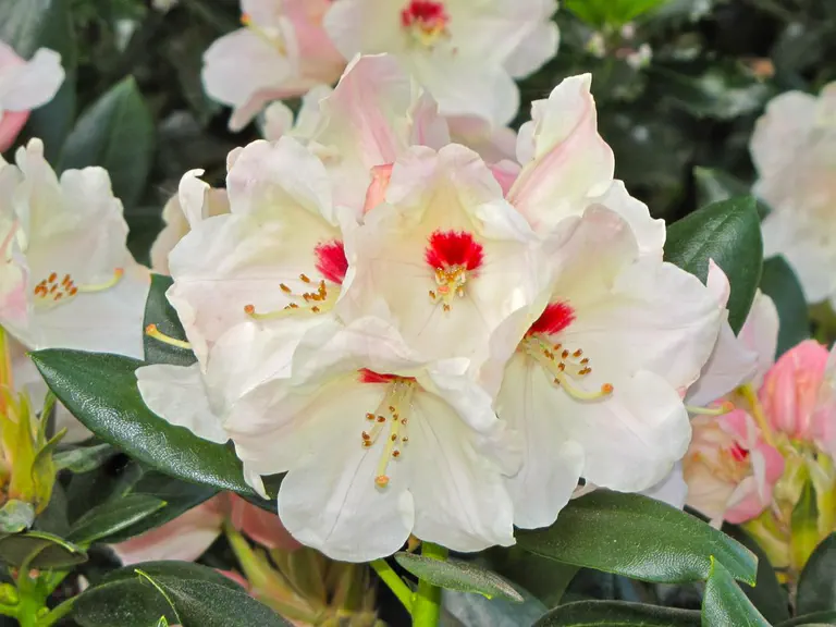 Photo of R. 'Babette', Rhododendron Hybrid