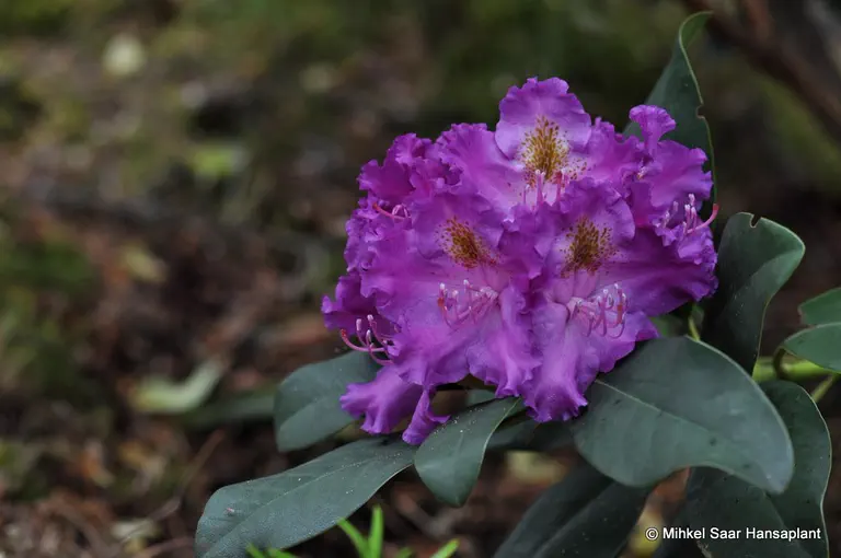 Photo of R. 'Maja', Rhododendron Hybrid