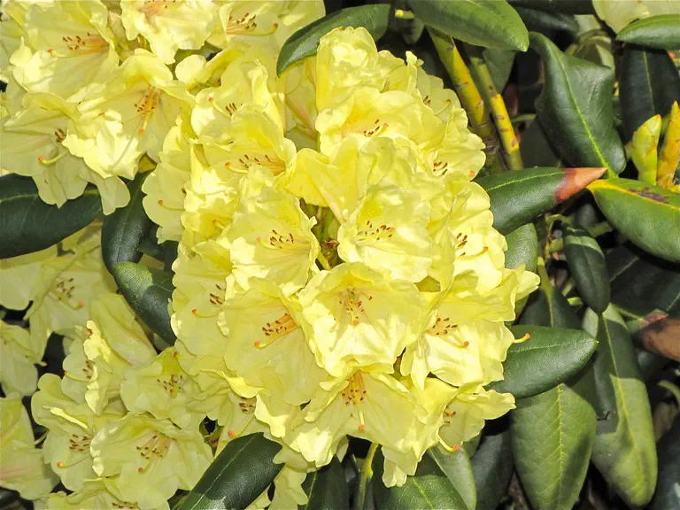 Photo of R. 'Bohlken's Laura', Rhododendron Hybrid