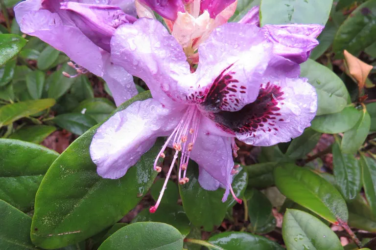 Photo of R. 'Metallica', Rhododendron Hybrid