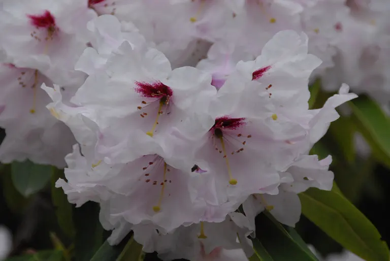 Photo of R. 'Babylon', Rhododendron Hybrid