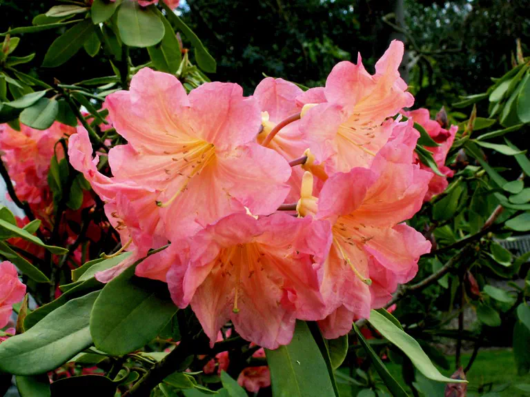 Photo of R. 'Bach Choir', Rhododendron Hybrid
